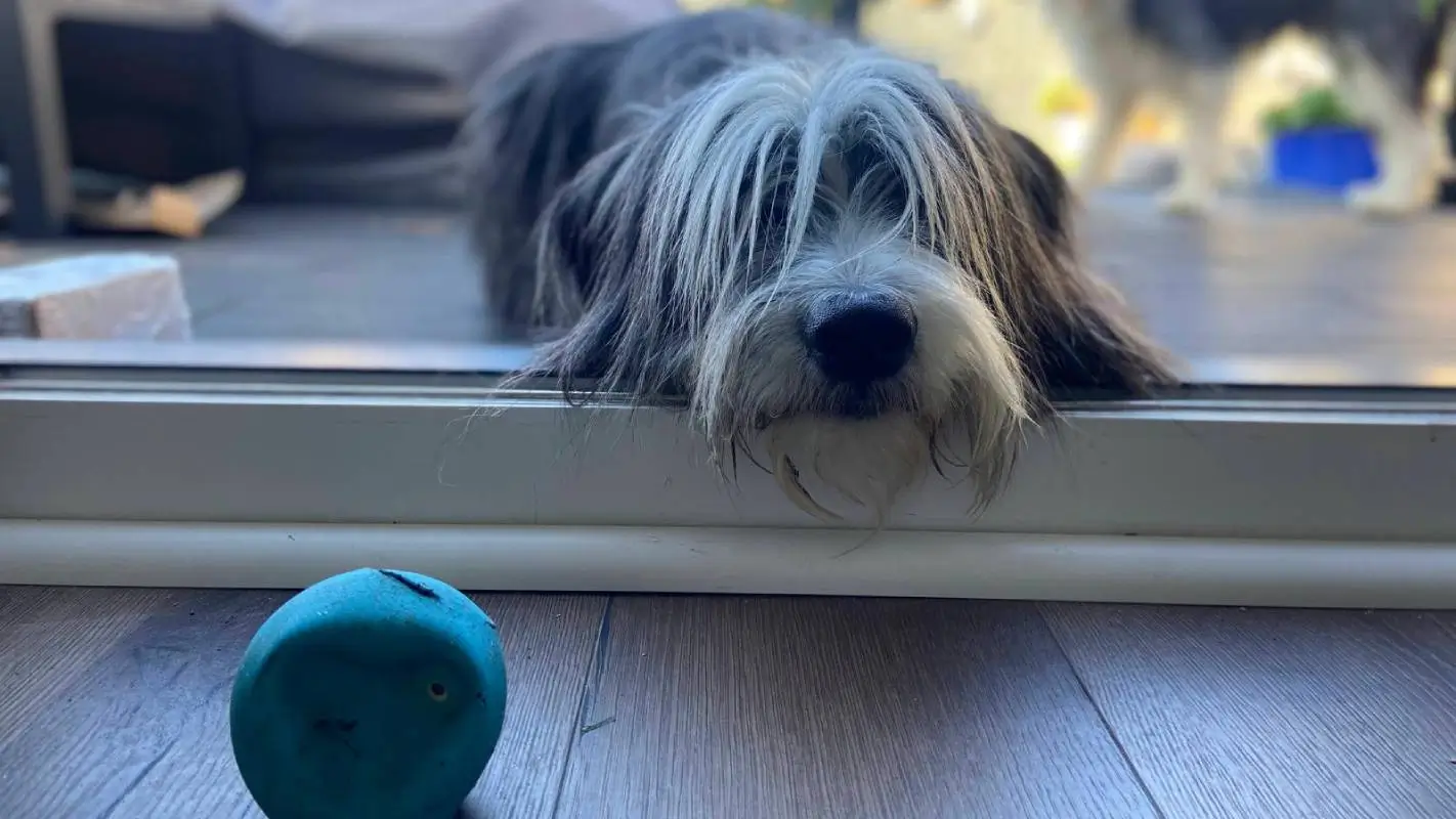 bearded collie with ball