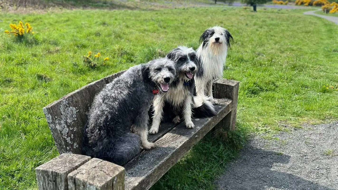 three bearded collies on park bench