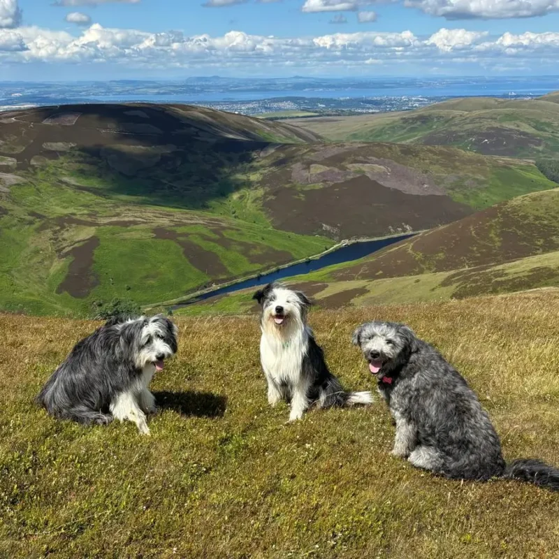 bearded collies with hills landscape