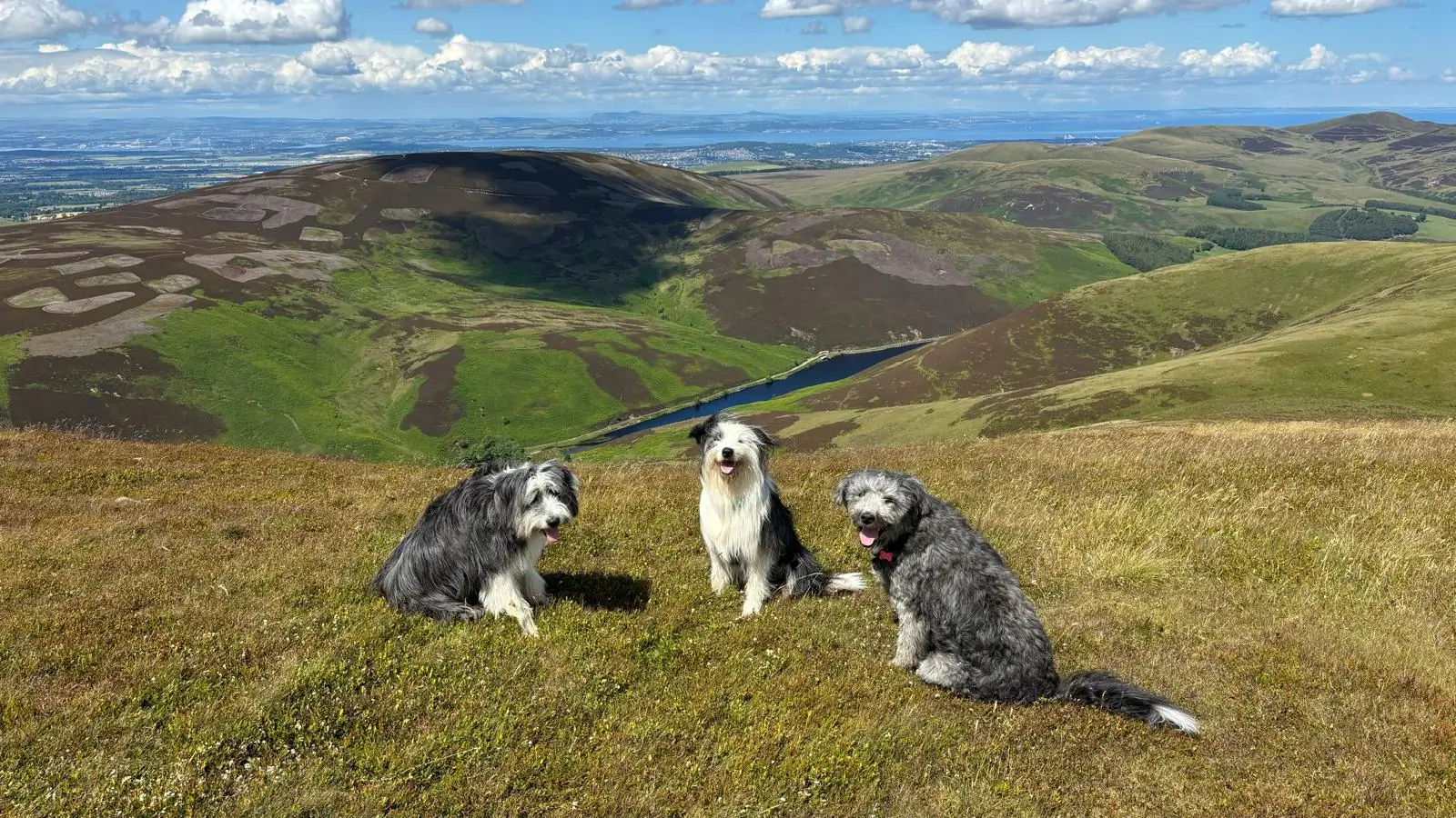 bearded collies with hills landscape