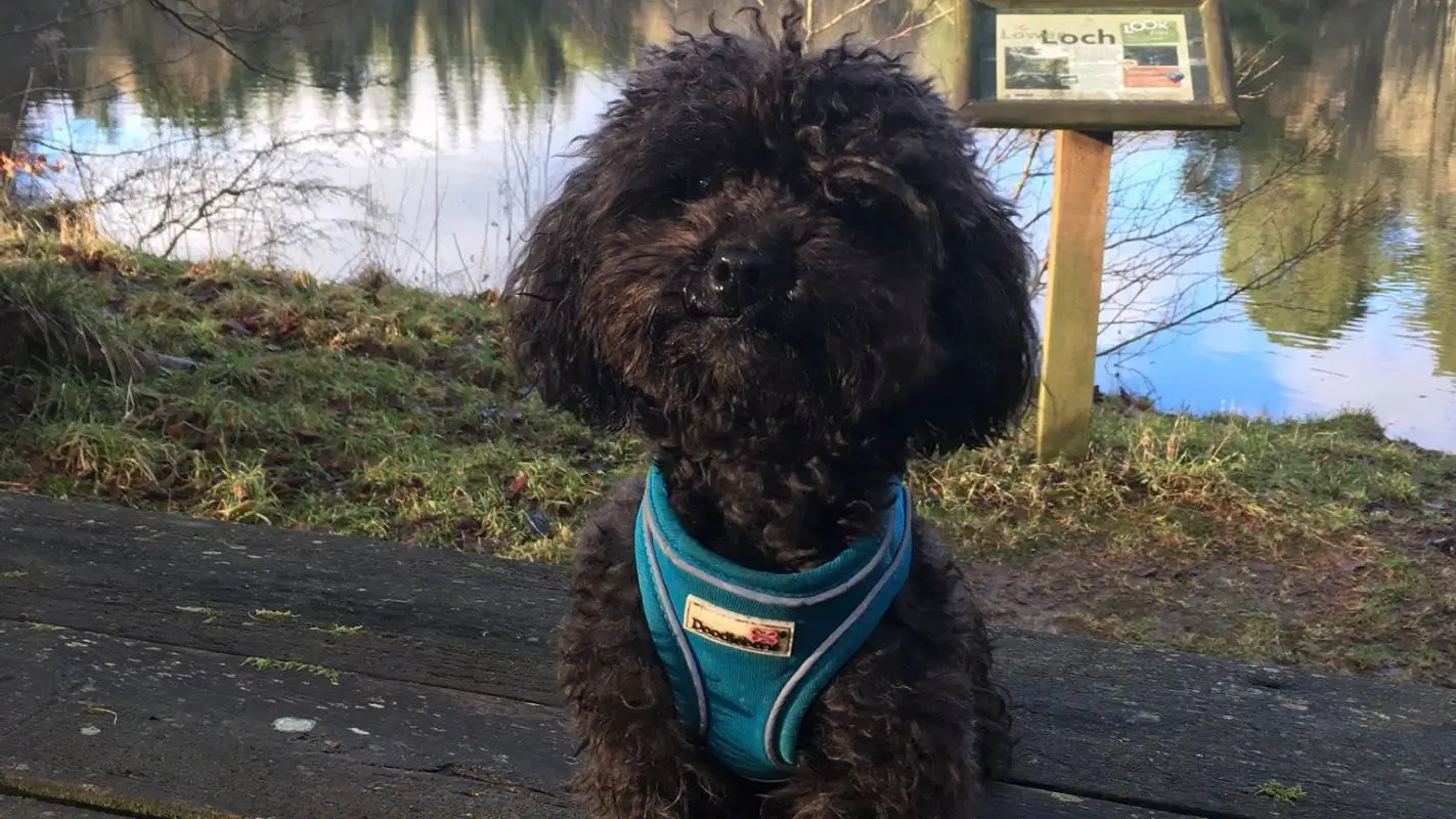 black toy poodle dog in front of loch